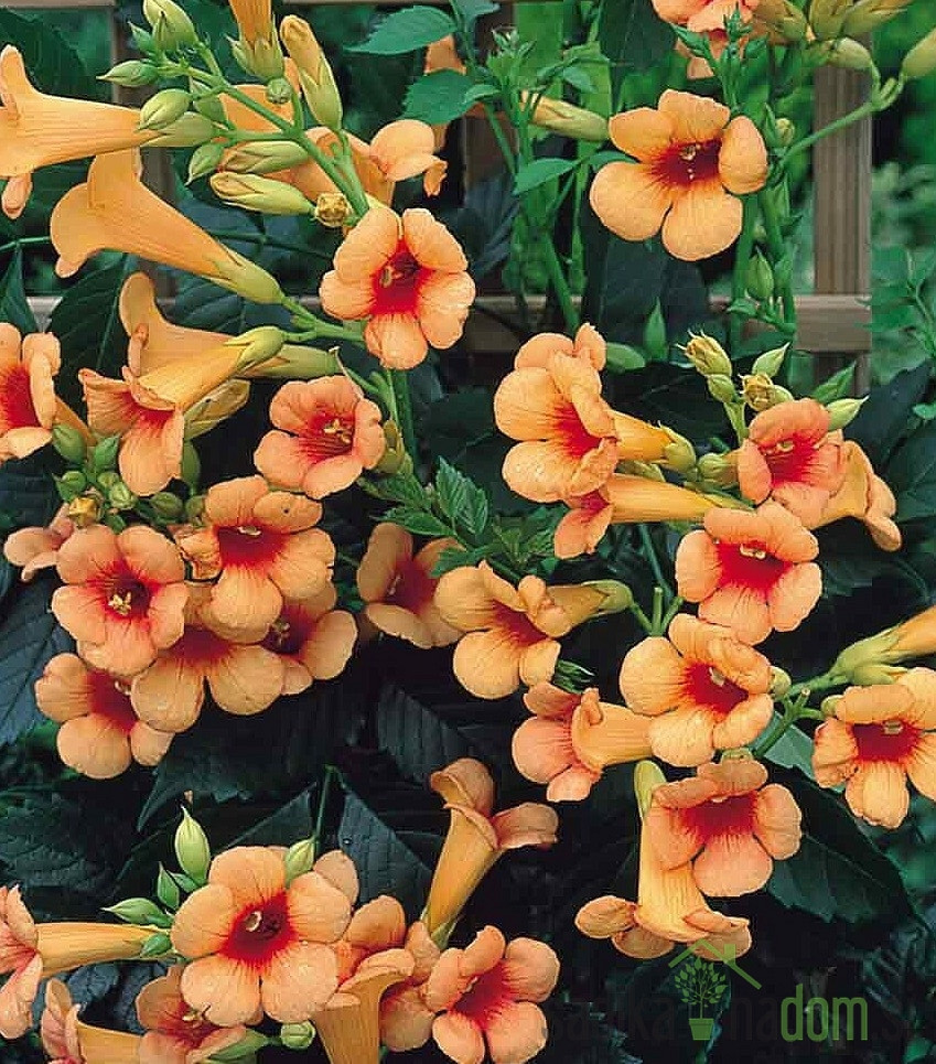 Jasminova troblja Indian Summer (Campsis tagliabuana)