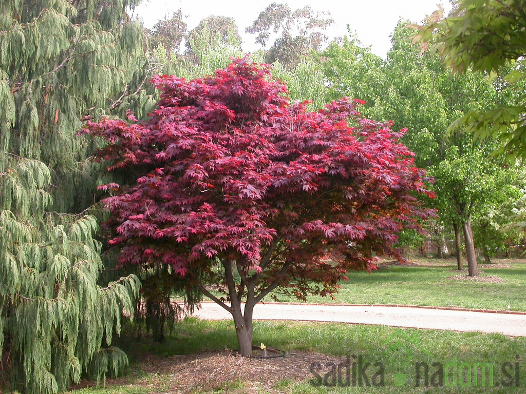 Javor japonski rdečelistni Atropurpureum (Acer Japonicum)