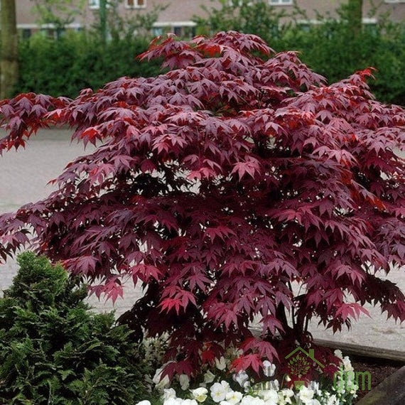 Javor pahljačasti Bloodgood (Acer Palmatum)