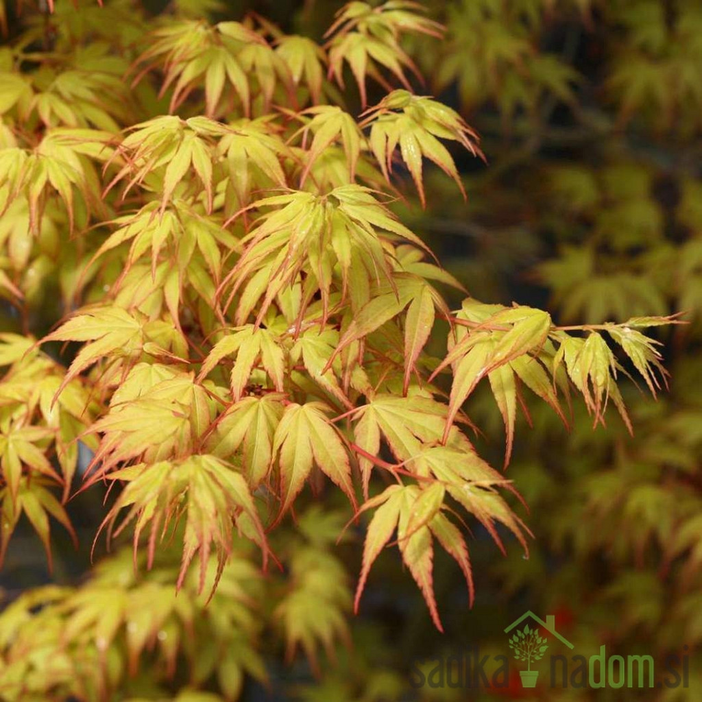 Javor pahljačasti Katsura (Acer Palmatum)