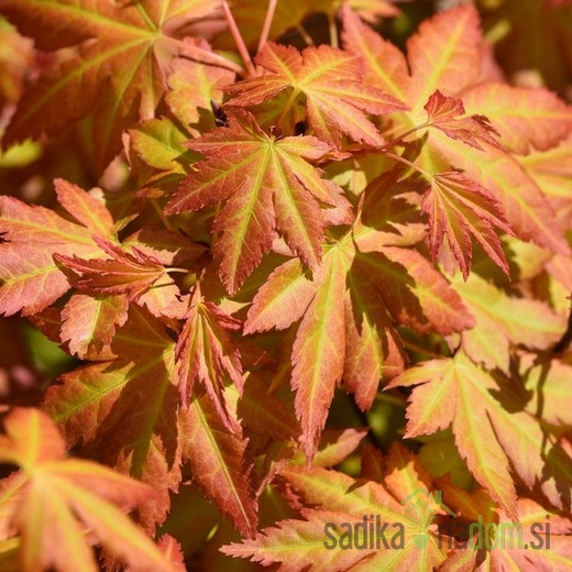 Javor pahljačasti Orange Dream (Acer Palmatum)