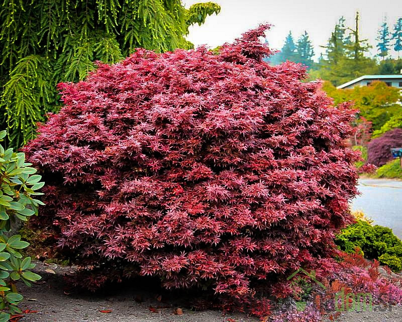 Javor pahljačasti Shaina (Acer Palmatum)