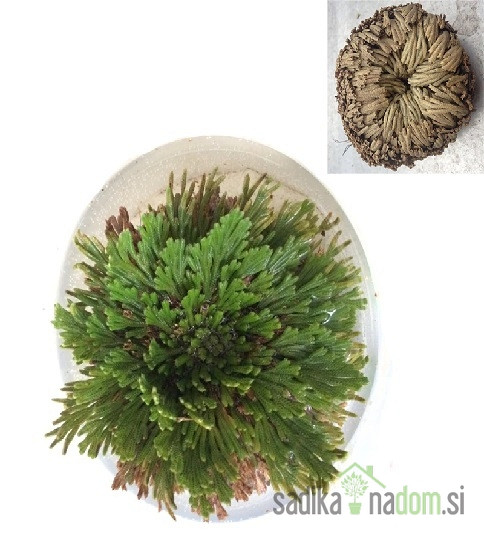 Jerihonska roža (Selaginella lepidophylla)