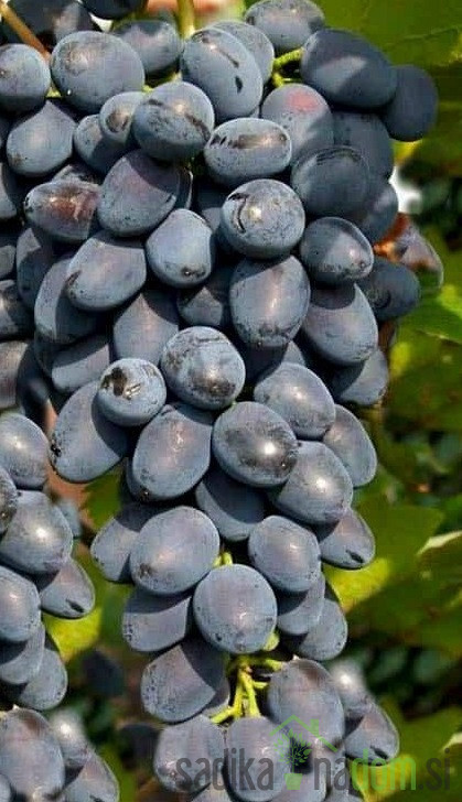 Trta Jupiter Kishmish - brez pečk