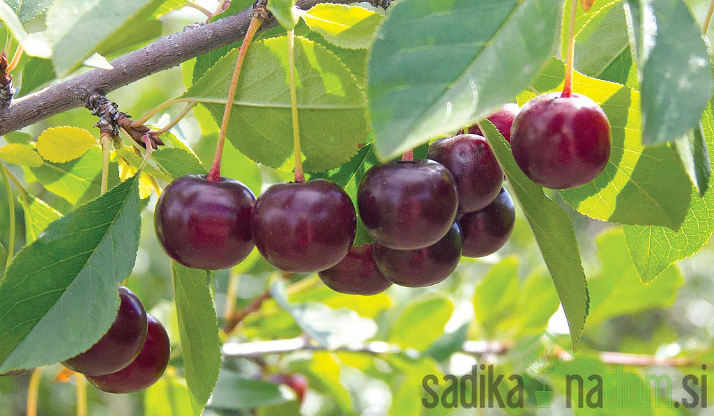 Kanadska grmičasta sladka višnja Carmine Jewel