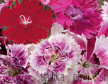 Seme Kitajski nageljček mešanica 3138