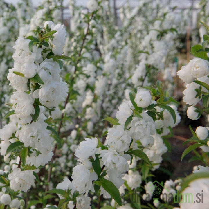 Okrasna Kitajska češnja Alba Plena (Prunus Glandulosa)