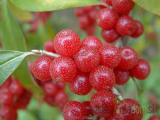 Kobulasta oljčica Sweet’n’Sour