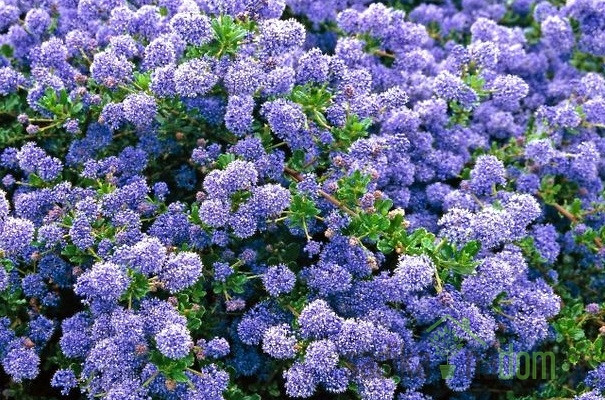 Koprivček (Ceanothus)