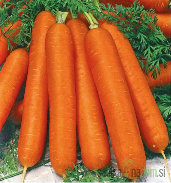 Seme Korenček Lange Rote Stumpfe ohne Herz 