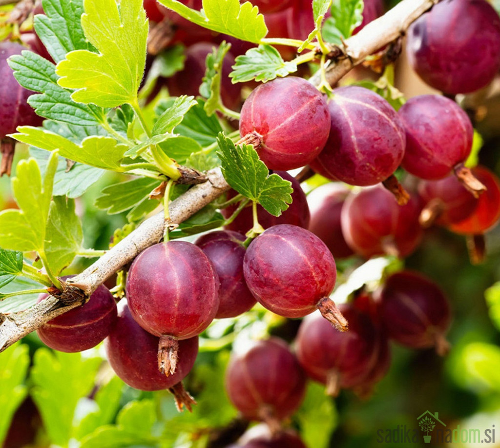 Kosmulja Spine Free - BREZ TRNOV