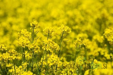 Seme Krmna ogrščica Daniela