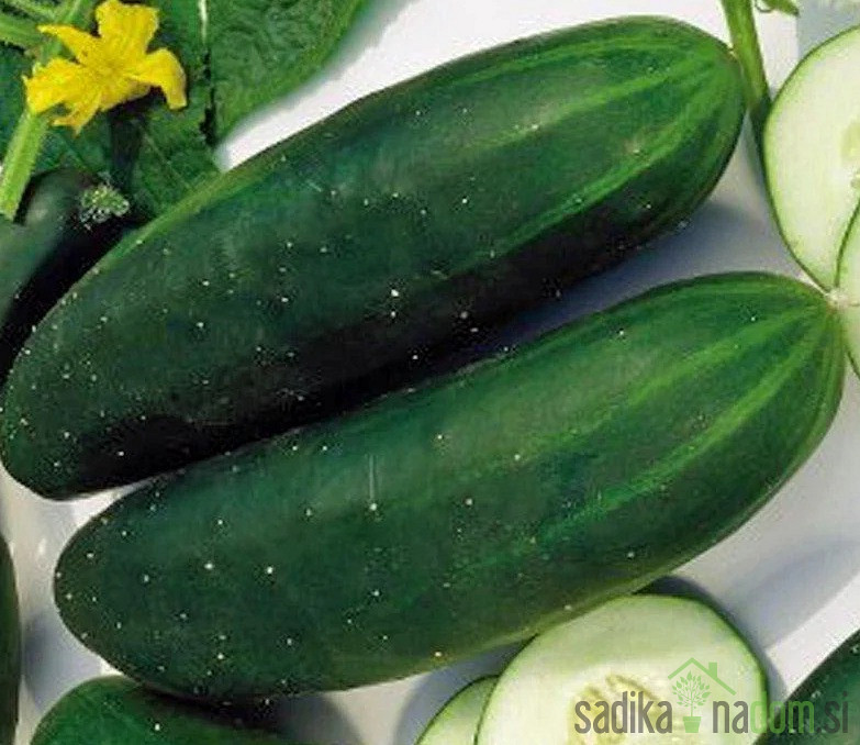 Seme kumare Montebello F1