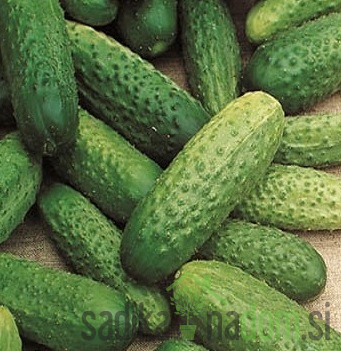 Seme kumare National 637