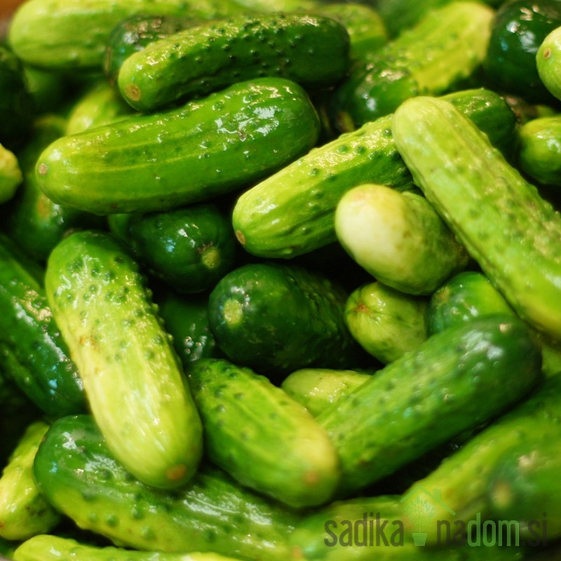 Seme Kumarice za vlaganje Pariški kornišon-Parisian pickl A637