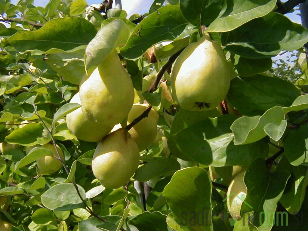 Kutina Cydora Robusta - ZELO DEBELA