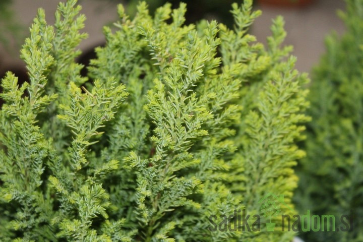 Lawsonova pacipresa Ellwood's Gold (Chamaecyparis lawsoniana)