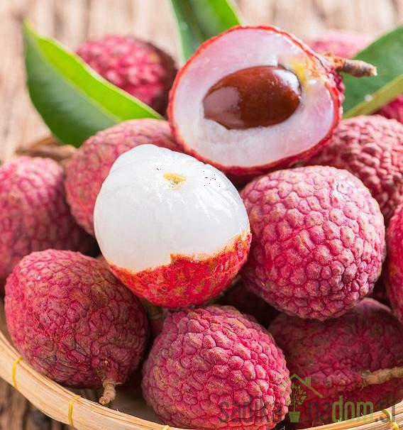 Liči (Litchi chinensis)