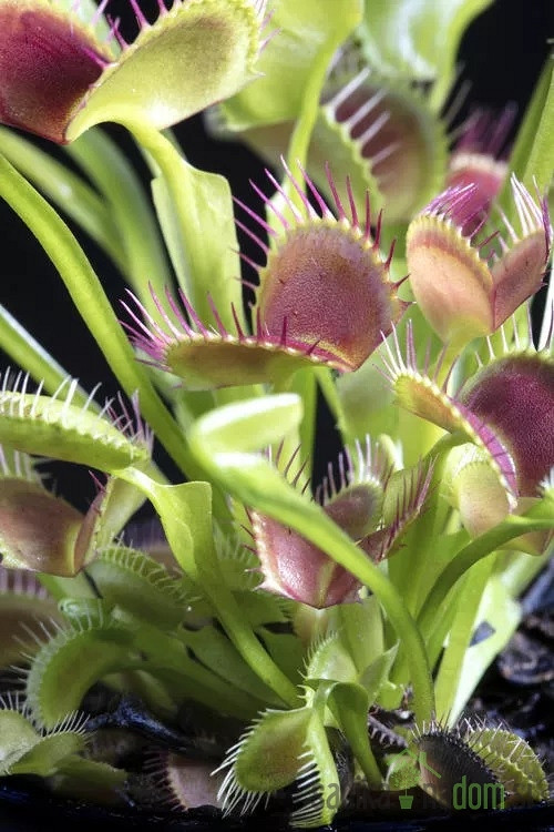 Loputasta muholovka (Dionaea muscipula)