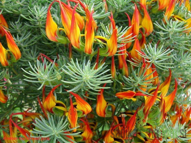Lotus (Lotus berthelotii)