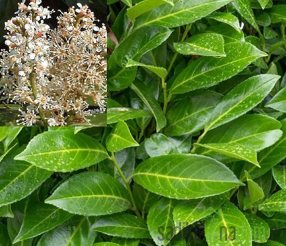 Lovorikovec Caucasica (Prunus laurocerasus)