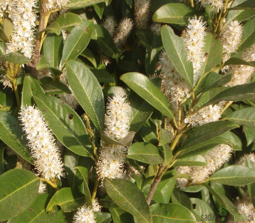Lovorikovec Rotundifolia (Prunus laurocerasus)