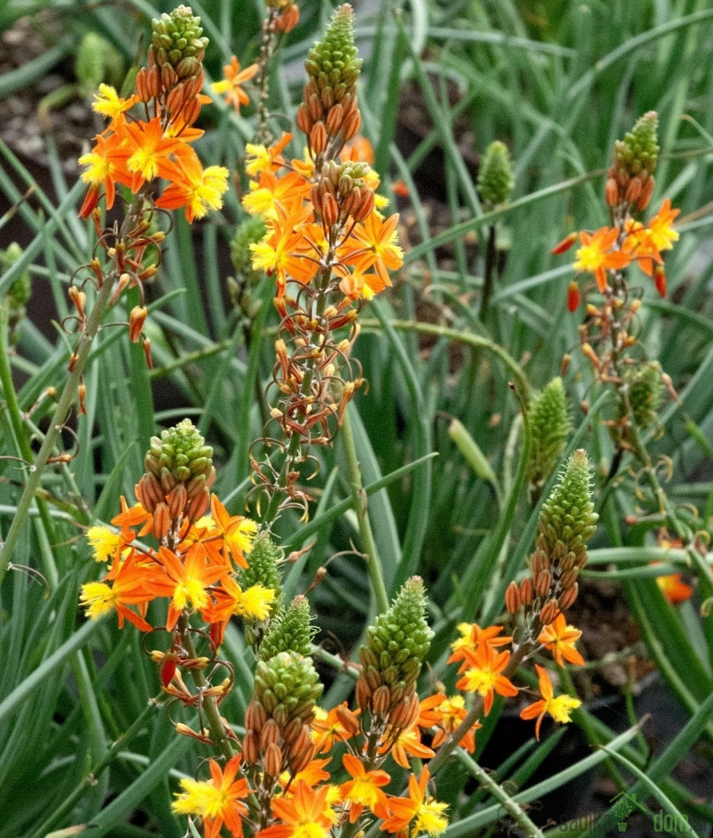 Mačji rep (bulbinella)