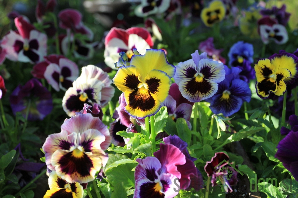 Mačeha (Viola hortensis)