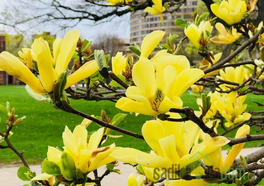Magnolija Yellow River (Magnolia)