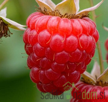 Malina Dolomia (rubus ideaus) - 2X RODNA
