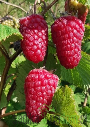 Malina Dorotea (rubus ideaus) - 2x RODNA