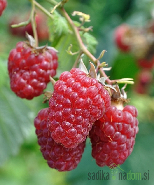 Malina Polana - 2X RODNA ne potrebuje opore