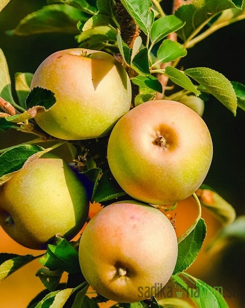 Stebričasta jablana Lopini