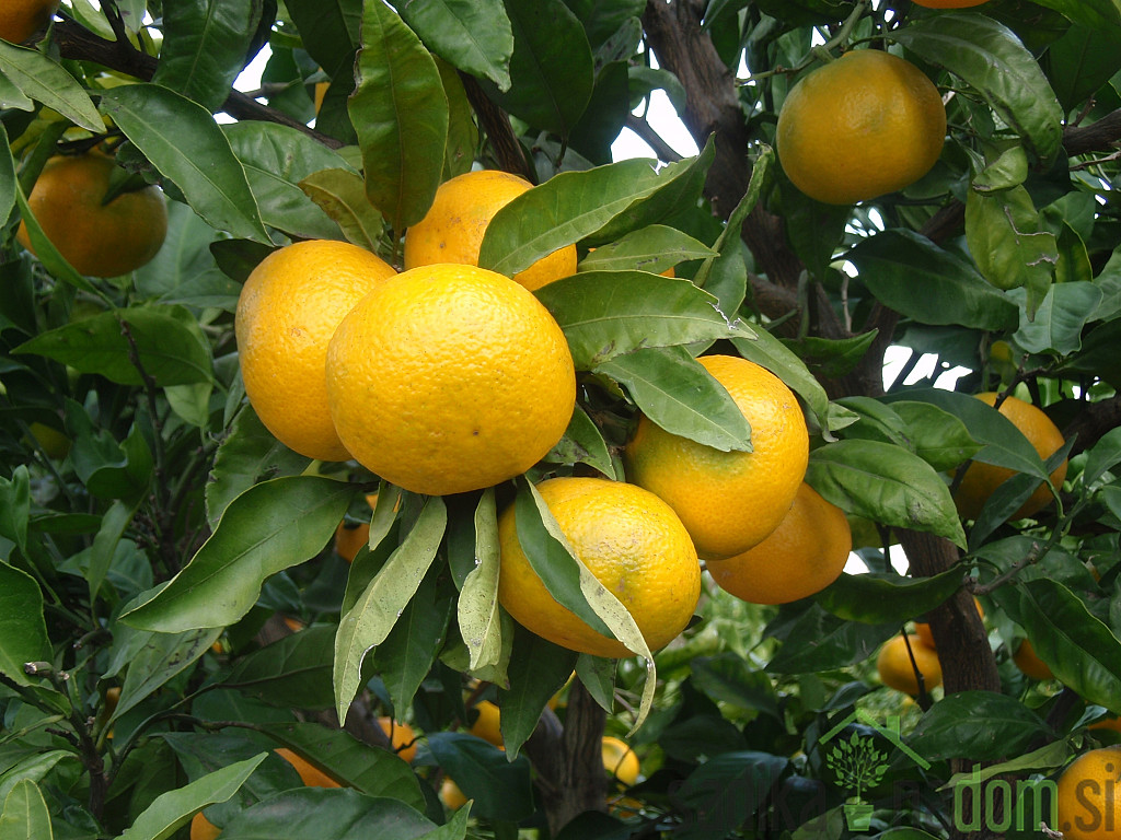 Mandarina Chahara