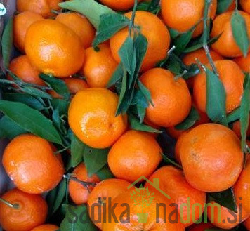 Mandarina Comune- navadna mandarina