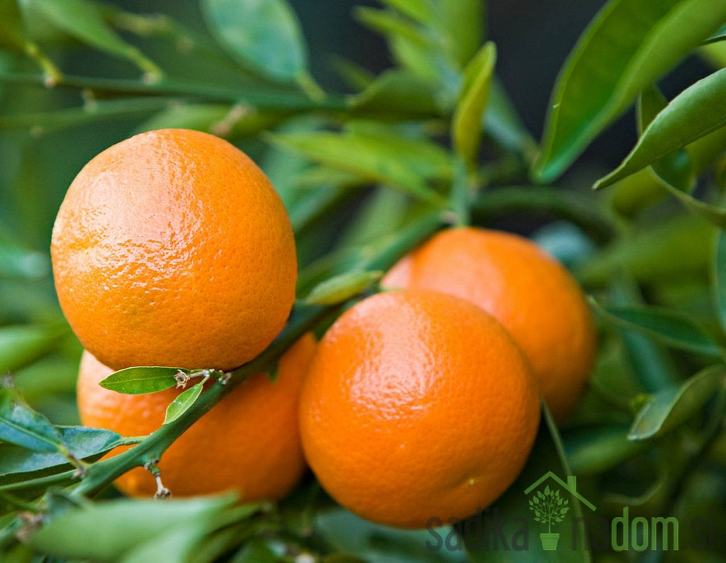 Mandarina Clementine / Klementina