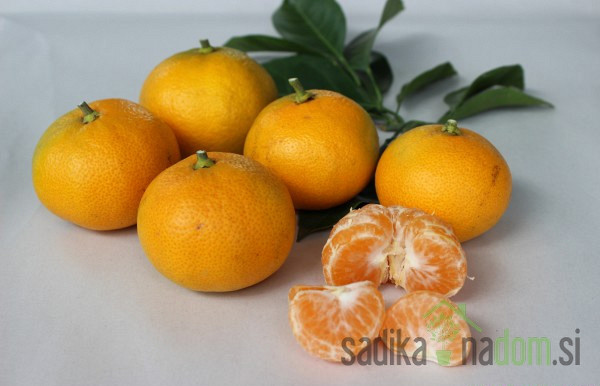 Mandarina Okitsu