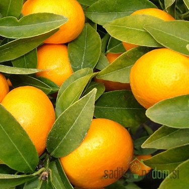 Mandarina Zorica rana