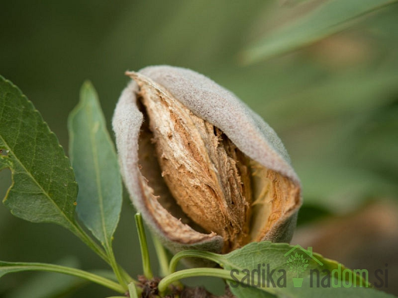 Mandelj Budateteny Botermo 