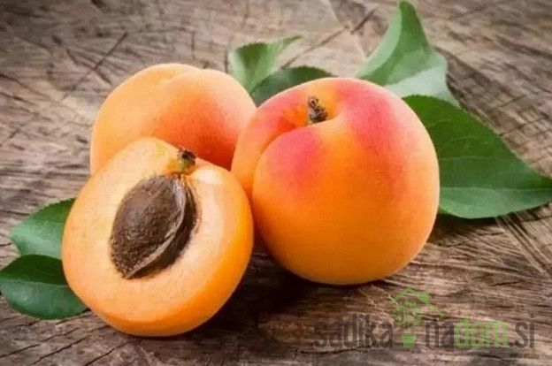 Marelica Debeli Flokar - ZELO DEBELA avtohtona