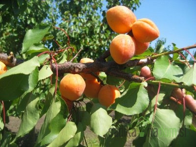 Marelica Novosadska kasnocvetna - REDKO POZEBE