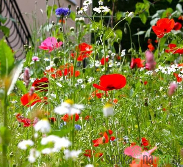 Seme Cvetje Mešanice Za Metulje Butterfly