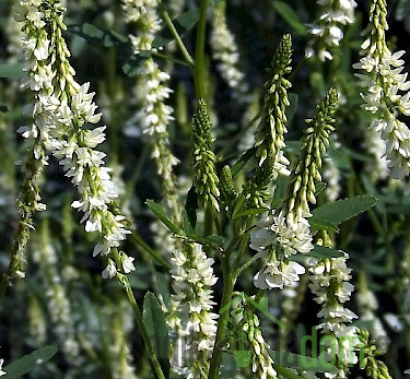 Seme Medena detelja (melilotus albus)