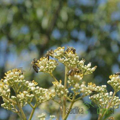 Evodija (Tetradium danielli) - MEDOVITA RASTLINA