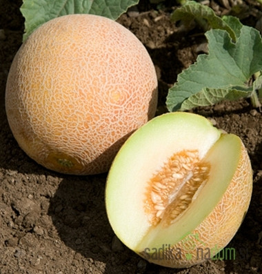 Seme Melona Ananas A750