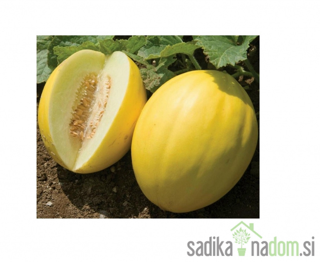 Melona medena Timon