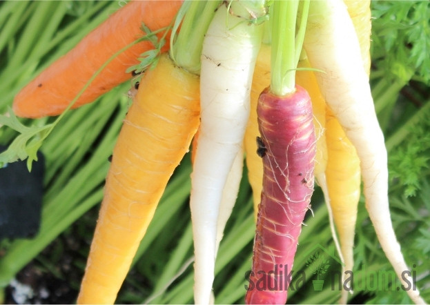 Seme Korenček Pisana Mešanica 182