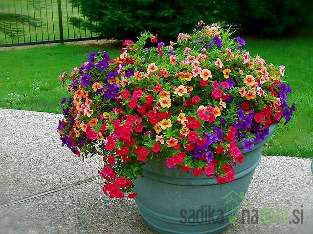 Milijon zvončkov (Calibrachoa Millionbells)