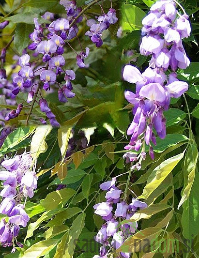 Milletia Japonica/ Poletna Glicinija