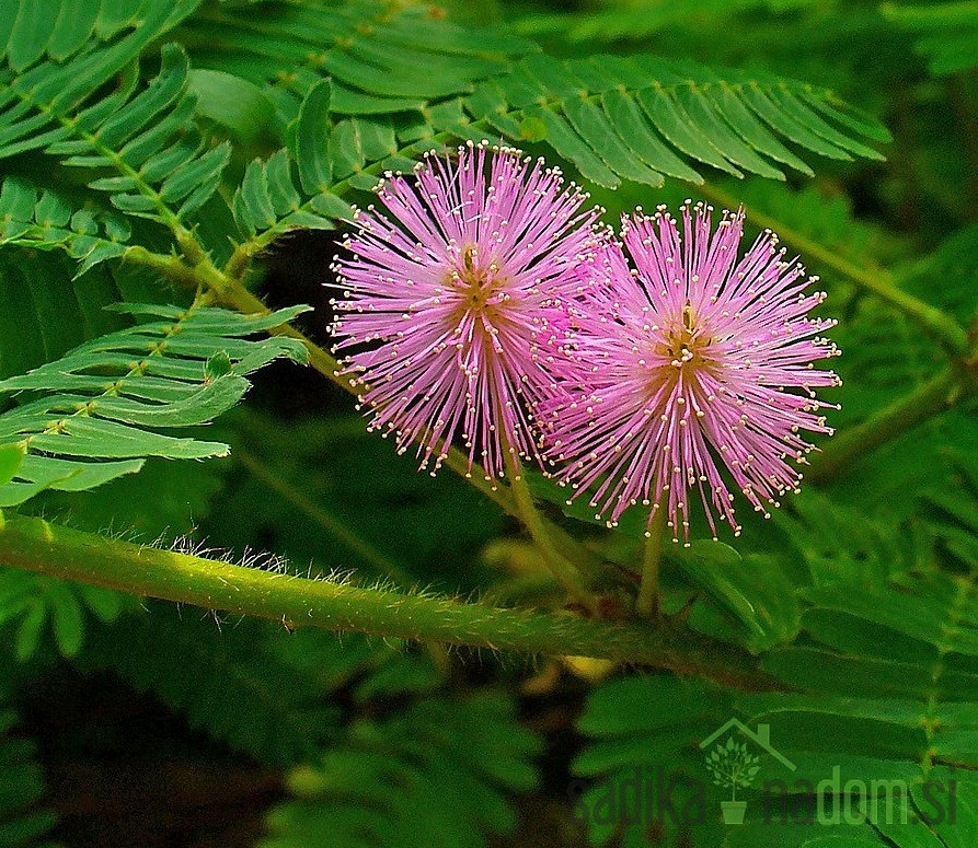 Sramežljiva mimoza (Mimosa Pudica)